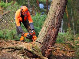 Best Tree Removal Services  in Milford City, CT